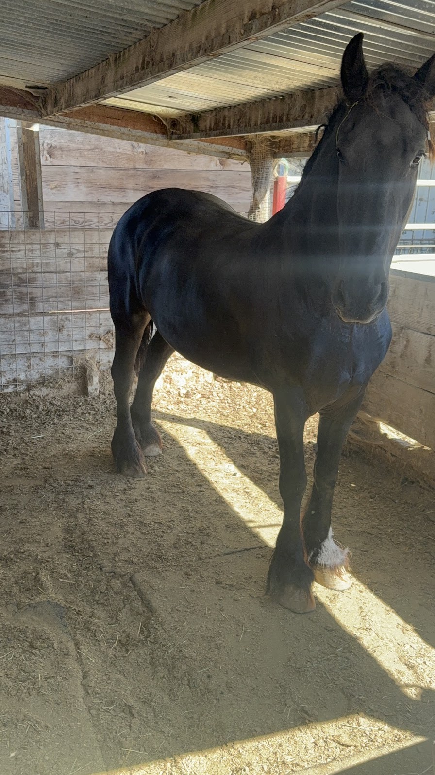 Equine facilities at Rancho Los Potrillos